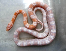 SMR Coral Snow...