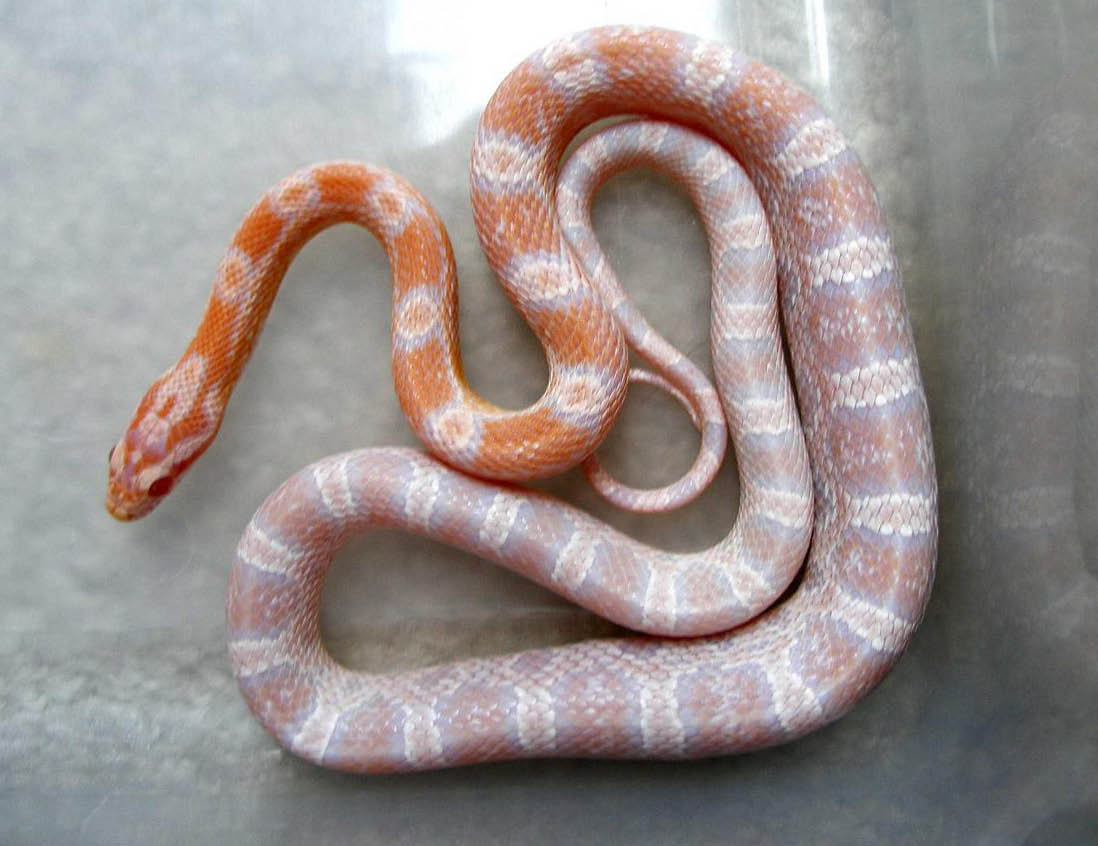 SMR Coral Snow...