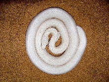 Leucistic Texas Rat Snake...