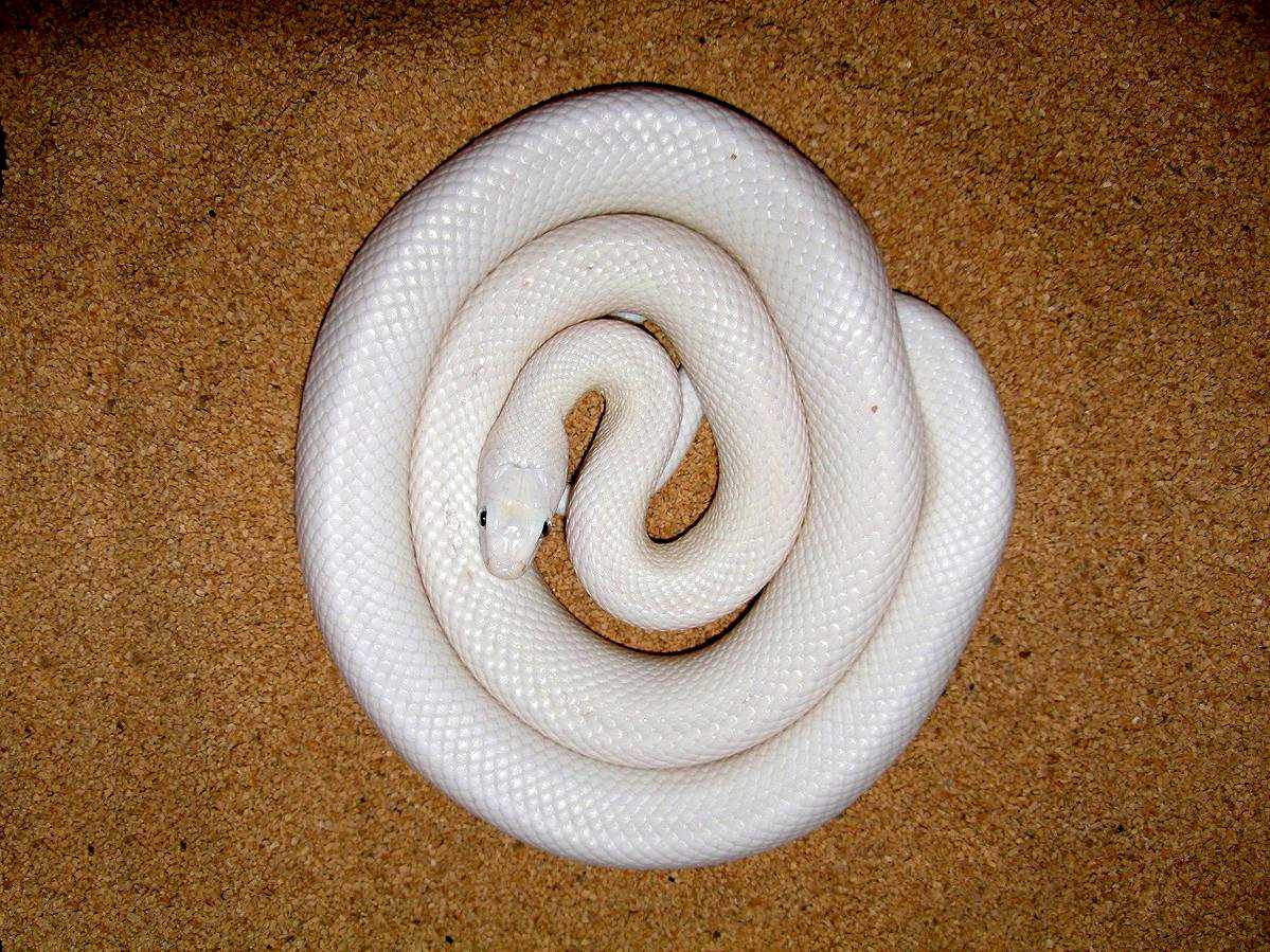 Leucistic Texas Rat Snake...