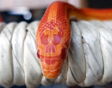 Sunglow Face...