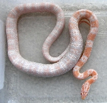 Coral Snow...