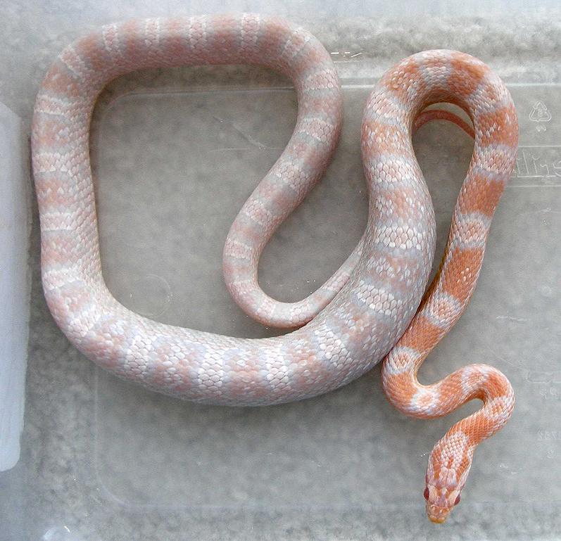 Coral Snow...