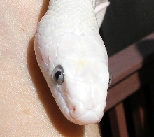 Blue eyes...