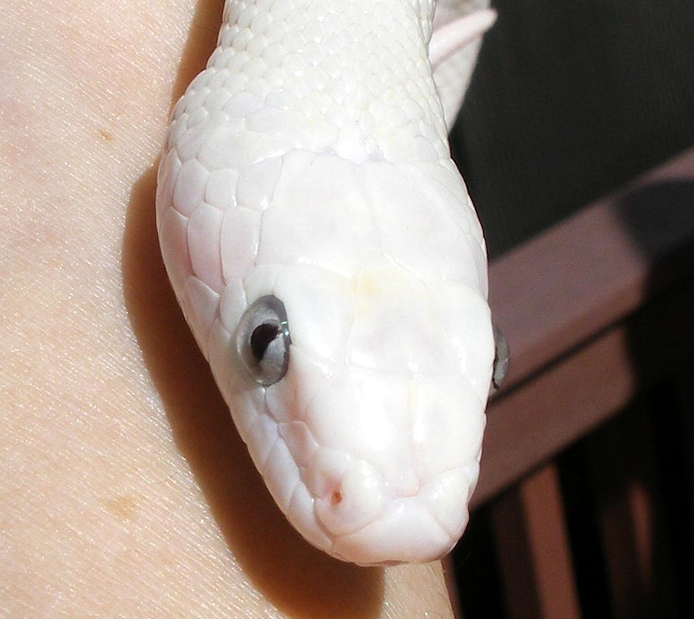 Blue eyes...
