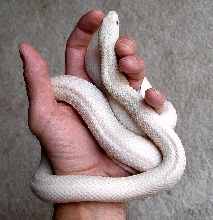 Leucistic Texas Rat Snake...