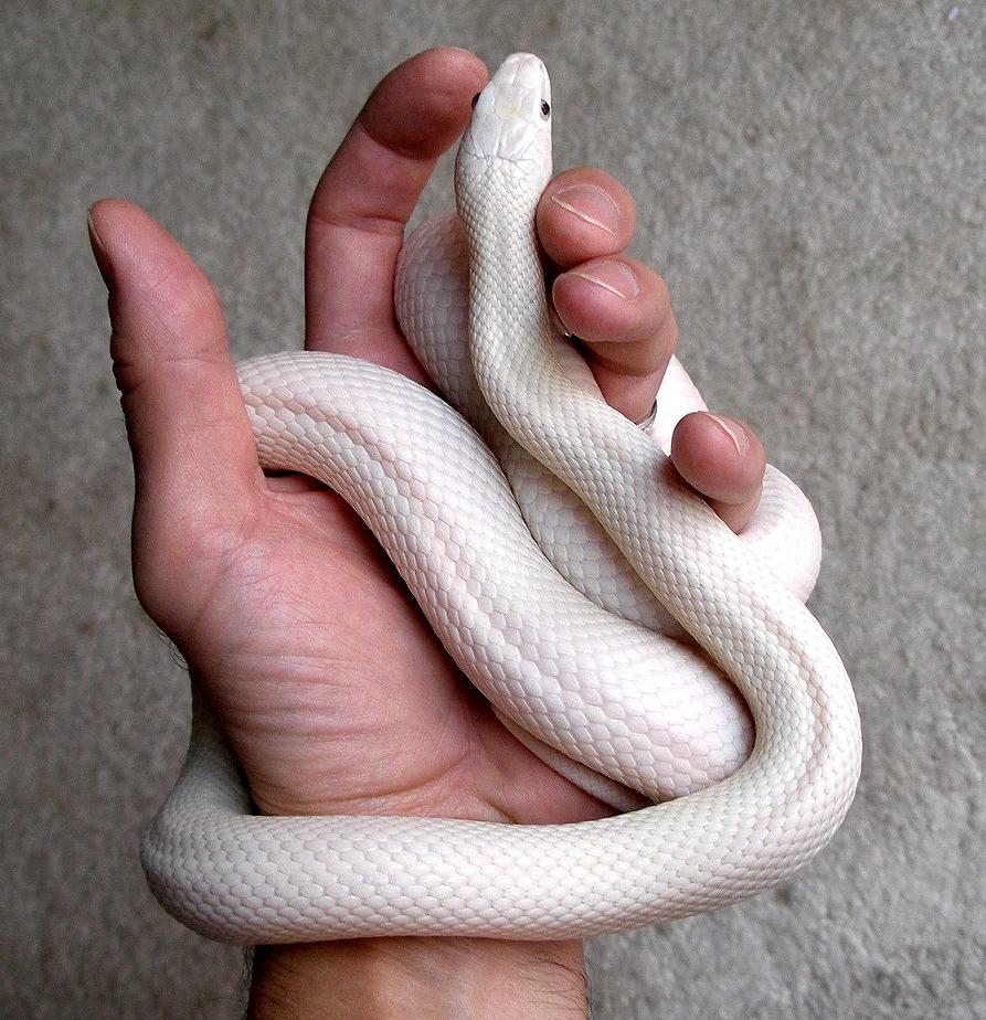 Leucistic Texas Rat Snake...