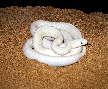 Leucistic Texas Rat Snake...