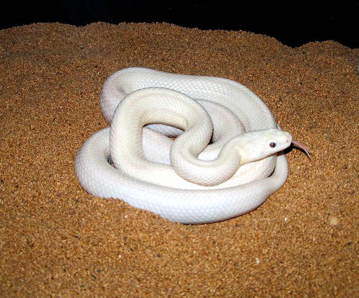 Leucistic Texas Rat Snake...