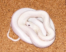 Leucistic Texas Rat Snake...