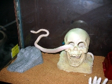 Leucistic Texas Rat Snake...