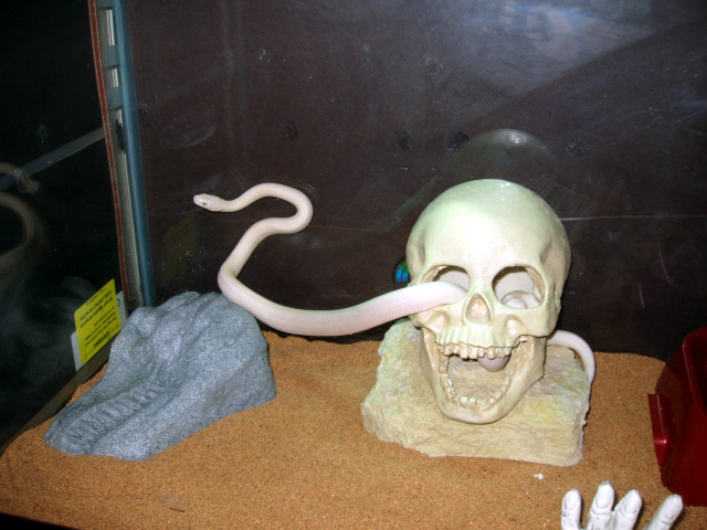 Leucistic Texas Rat Snake...