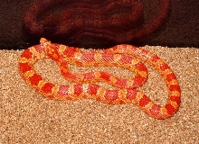 Sunglow Motley...