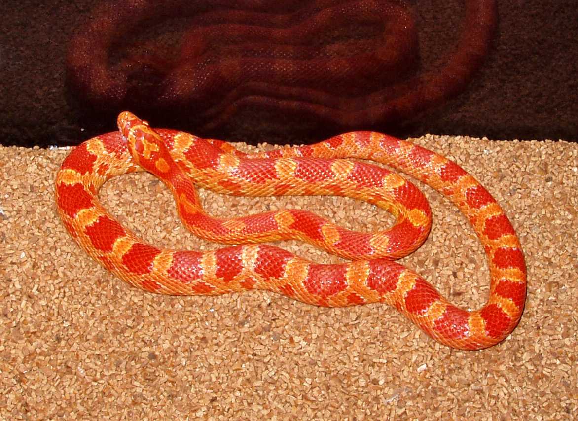 Sunglow Motley...