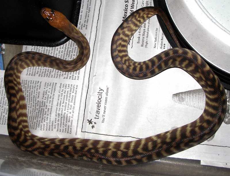 Woma Python...