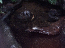 Tortugas