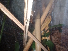 lined leaf tail shaping egg