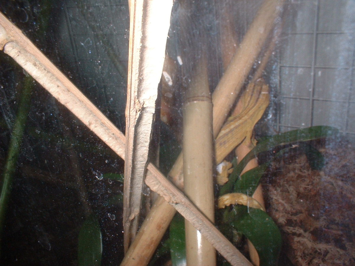 lined leaf tail shaping egg