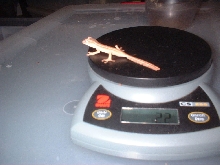 baby lined leaf tail