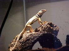 Tobias Basking
