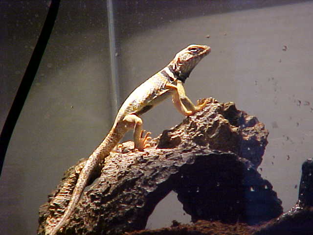 Tobias Basking