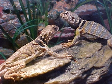 Tobias and his New Girl