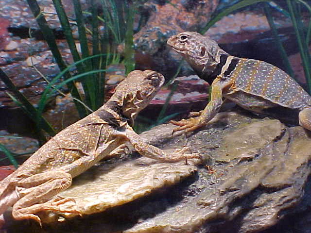 Tobias and his New Girl