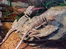 Tobias and his New Girl 2