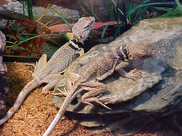 Tobias and his New Girl 2