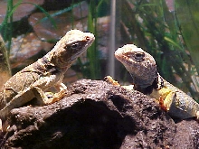 Novia and Tobias