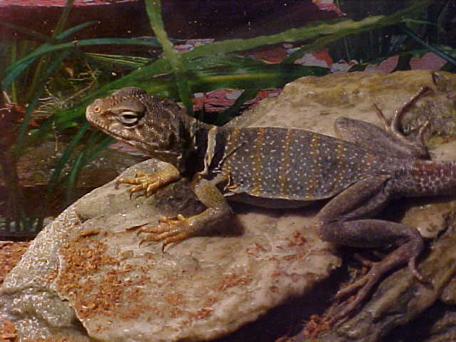 Tobias