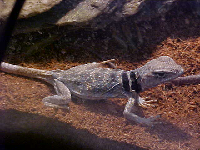 Novia after tlc