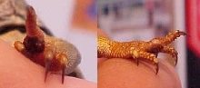 Tobias's Bad Finger (For Kingsnake forums)