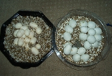 1st and 2nd clutches