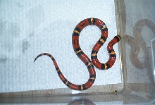 Strange pattern hondo
