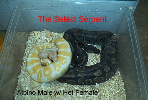 Albino Project