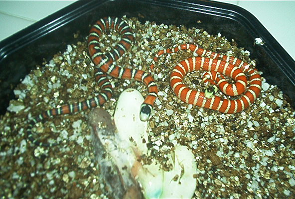 Applegate with het/AG