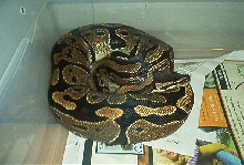Female BP