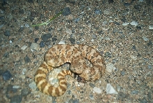 Speckled Ratlesnake