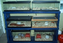 corn snake set-up in my sons room