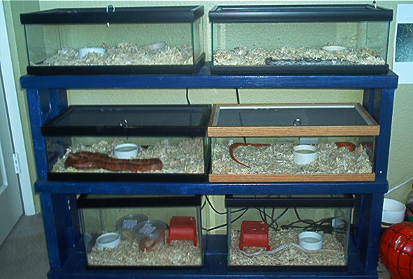 corn snake set-up in my sons room