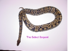 Normal Female BP