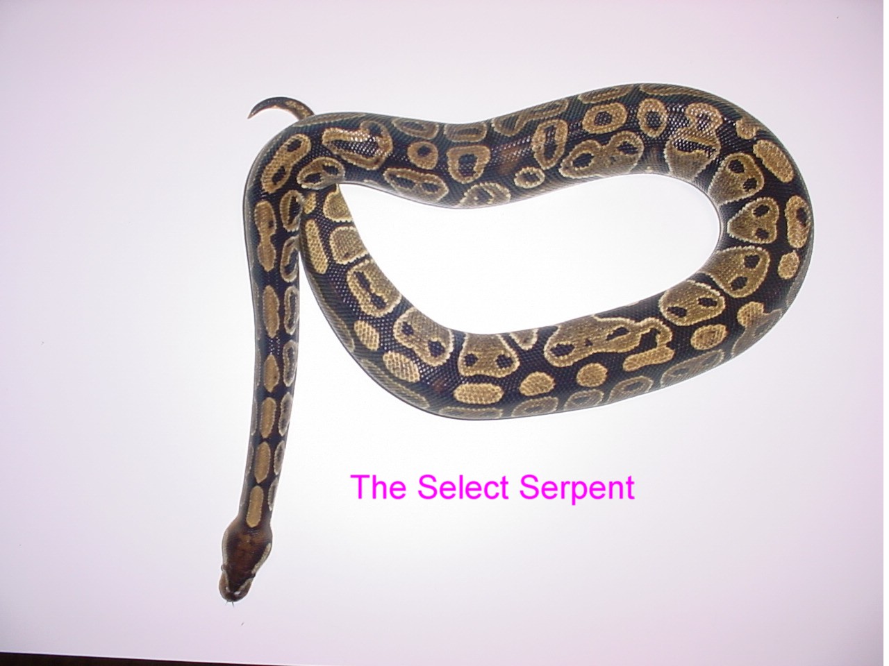 Normal Female BP