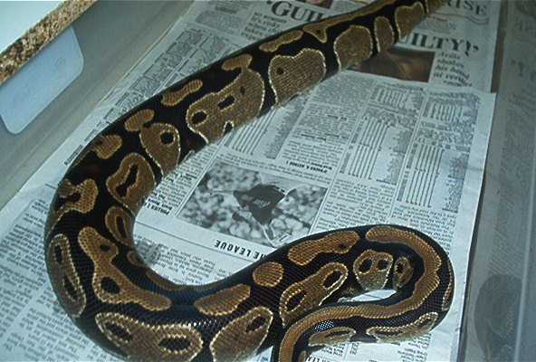 Ovulating Female #1