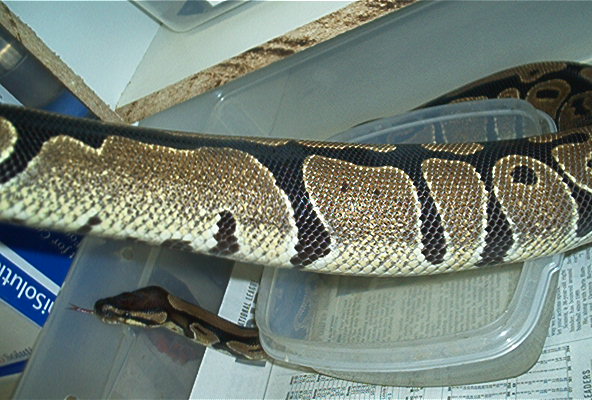 Ovulationg Female #2
