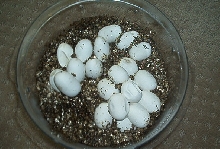 1st corn snake clutch