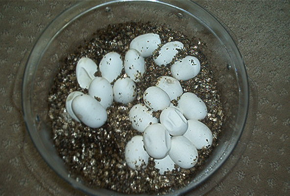 1st corn snake clutch