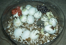 corns hatching