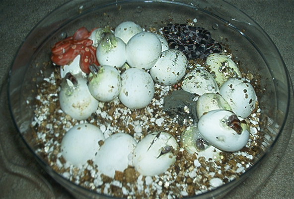 corns hatching