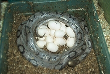 Mom on eggs